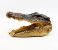 A late 20th Century alligator's taxidermy head, length 23cm