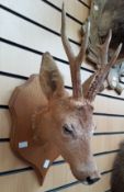 Taxidermy interest:- A 20th Century head and shoulders roebuck deer mounted on wooden plaque.