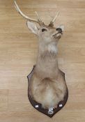 Taxidermy interest:- wall hanging head and shoulders of a roe deer stag fixed to wooden plaque