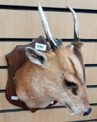 Taxidermy interest:- A 20th Century head and shoulders of a muntjac deer mounted on wooden plaque.