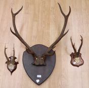 Deer antlers and two roe deer antlers, all with skull plates fixed to wooden plaques.