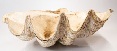 Natural History: an Indo Pacific giant clam half shell, Tridacna Gigas, approximately 67cm wide by 4