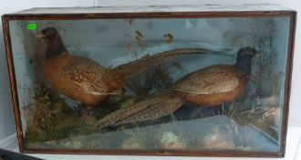 Taxidermy: