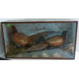 Taxidermy: