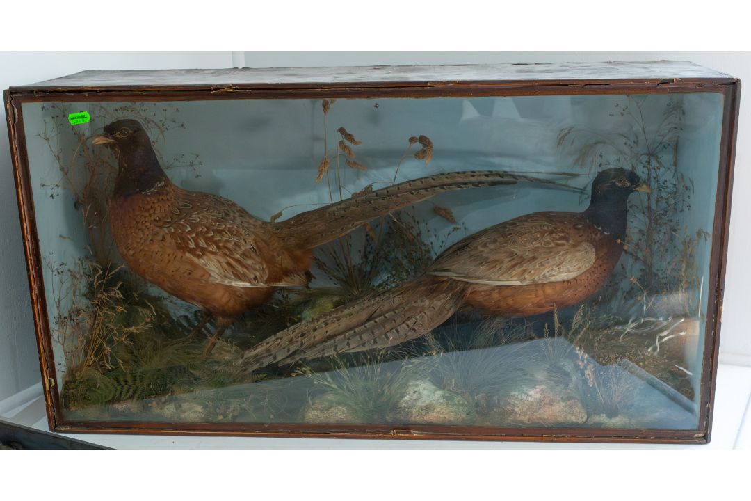 Taxidermy: