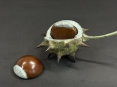 Mark Richard Hall (British, b.1970) Horse chestnut Painted bronze sculpture The seed case with two h
