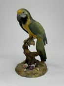 A Royal Crown Derby figure of a macaw parrot, date code for 1967, modelled perched on a bare stump a