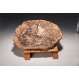 Fossile Baumscheibe, Madagaskar, ca. 150 - 170 Millionen