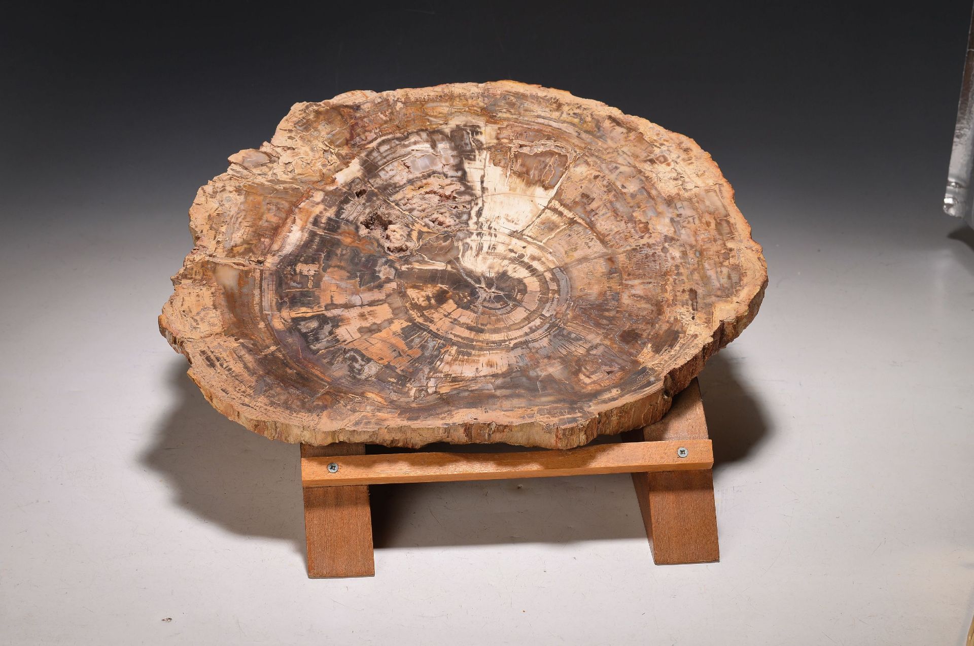 Fossile Baumscheibe, Madagaskar, ca. 150 - 170 Millionen