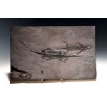 Schwimmsaurier-Pärchen 'Keichousaurus-Hui' (Nothosaurus