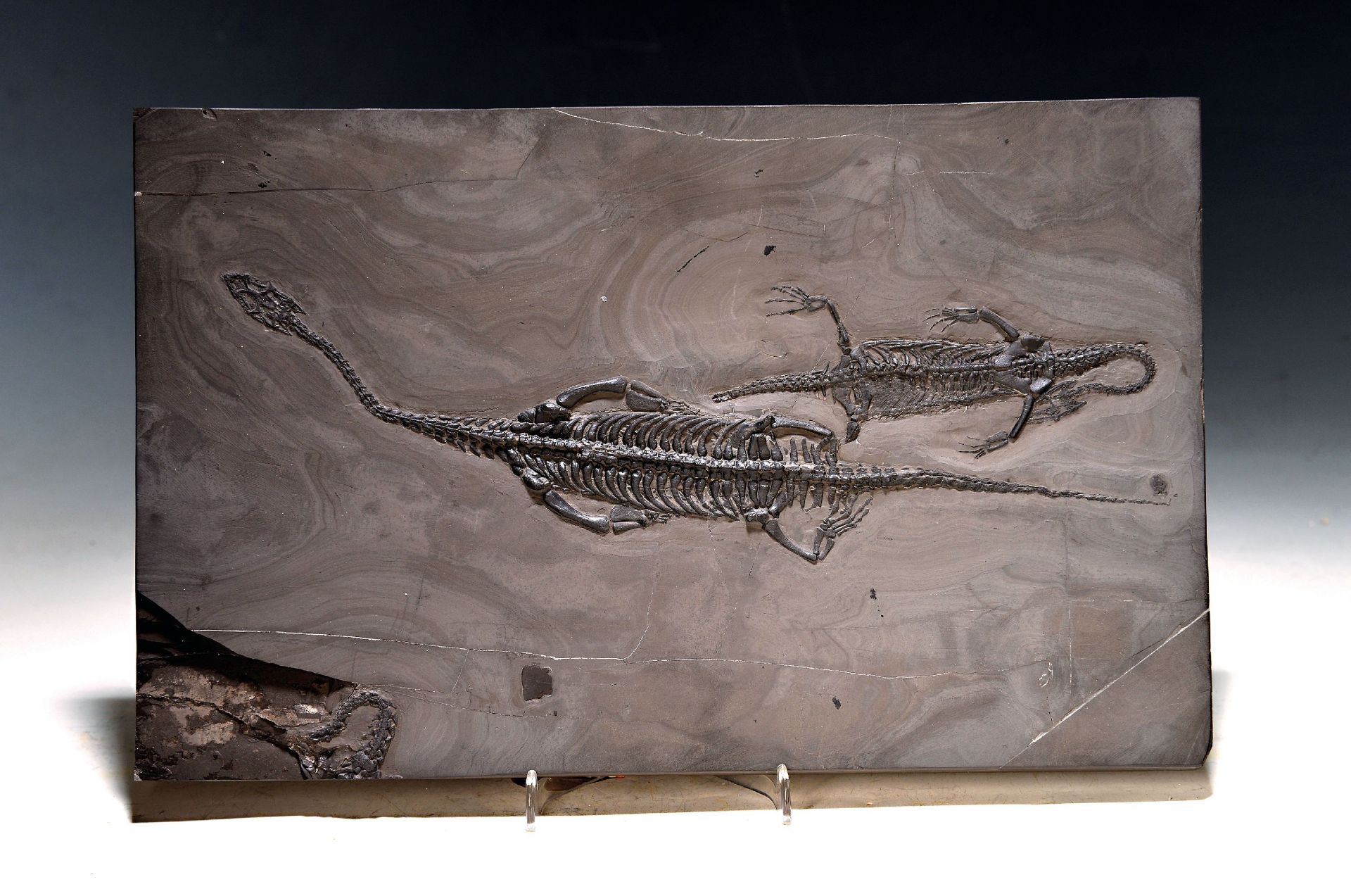 Schwimmsaurier-Pärchen 'Keichousaurus-Hui' (Nothosaurus