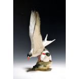 Porzellanfigur Möwenpaar, Hutschenreuther, Kunstabteilung,