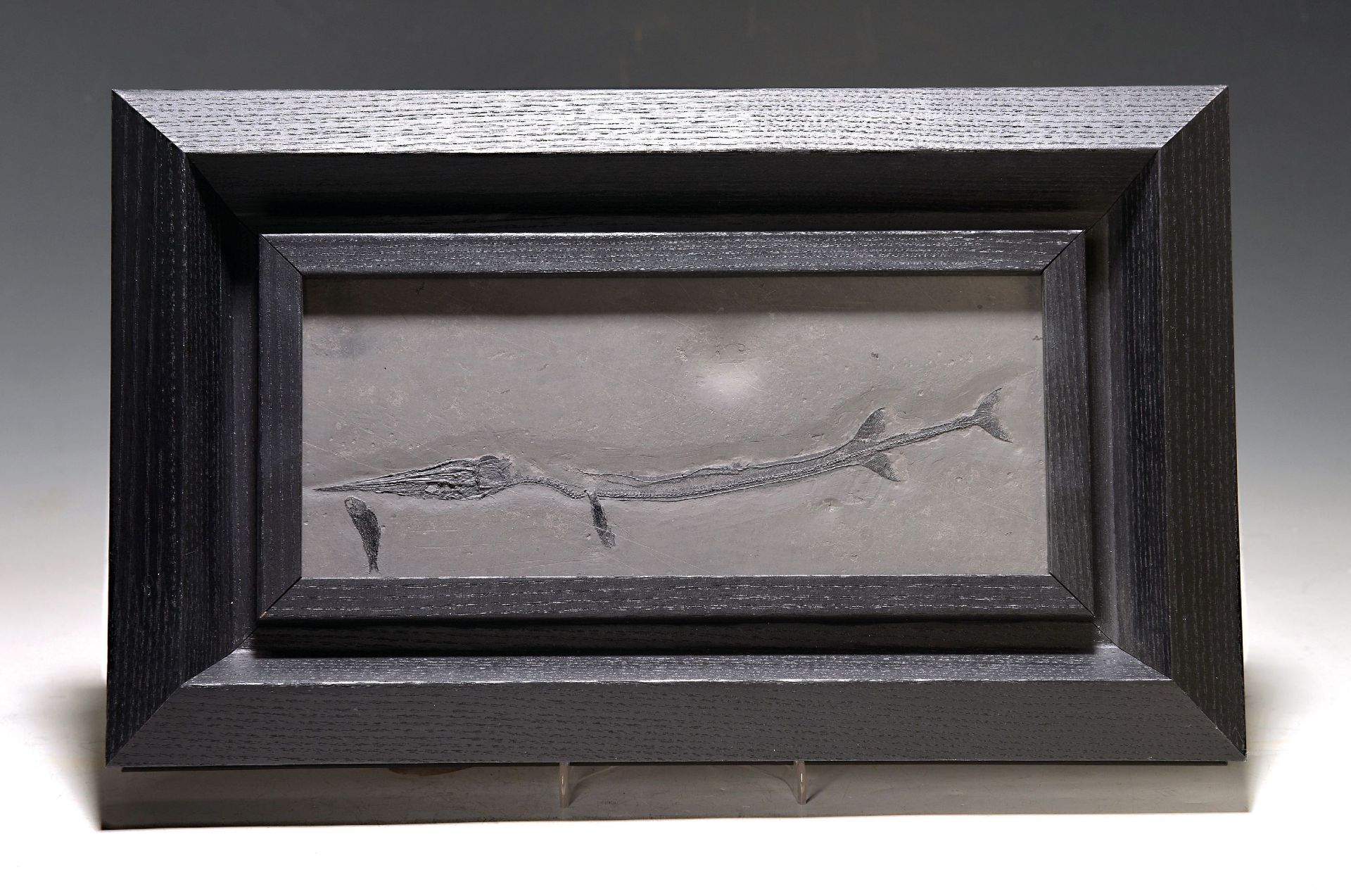 Tierfossil - Saurichtyiformes und Lashan Fisch, China,