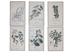 A GROUP OF SIX 19TH CENTURY BOTANICAL PRINTS FROM 'FLORA JAVAE'