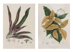 AFTER HOOLA VAN NOOTEN (1840-1885) - TWO BOTANICAL LITHOGRAPHS, CIRCA 1863-1890