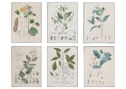 AFTER PIETER VAN OORT (1804-1834) SIX BOTANICAL LITHOGRAPHS