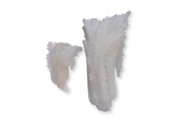 TWO CARVED WHITE AGATE CABBAGES