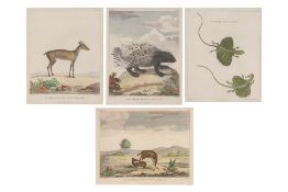 A GROUP OF FOUR STUDIES OF ANIMALS, WILLIAN MARSDEN, 1813