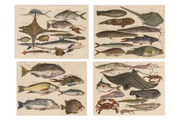 A GROUP OF FOUR STUDIES OF MARINE LIFE, JOHAN NIEUHOFF, 1732
