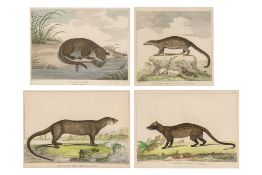 A GROUP OF FOUR STUDIES OF SOUTH EAST ASIAN ANIMALS, WILLIAM MARSDEN, 1813