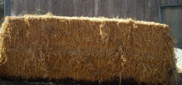 2023 Straw - (Norfolk)