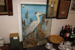 A taxidermy heron contained in glazed case