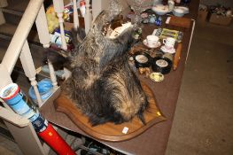 A taxidermy boars head mounted to shield shaped plaque, approx. 60cm x 50cm