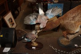 A two taxidermy jays
