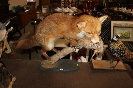 A taxidermy fox and partridge
