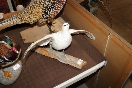 A taxidermy albino partridge