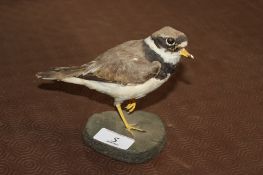 A taxidermy ringed plover