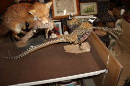 Two taxidermy Reeves pheasants