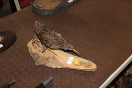 A taxidermy water rail