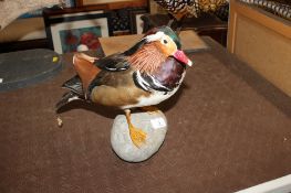 A taxidermy Mandarin duck