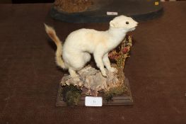 A taxidermy stoat
