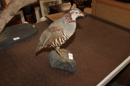 A taxidermy French partridge