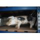 A Butchers shop display pig, approx. 24" long - Image 1 of 2