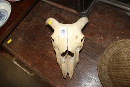 An animal skull
