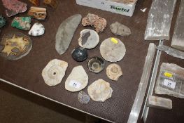 An Arthopod fossil and various ammonites etc.