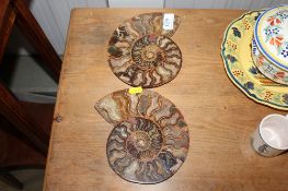 A cut and polished fossil