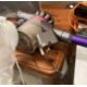A Dyson Animal cordlelss vacuum cleaner comes with lead, a Lawnmaster 240v strimmer, - Image 2 of 3
