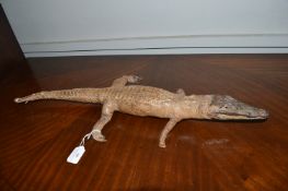 Taxidermy Study of a Caymen