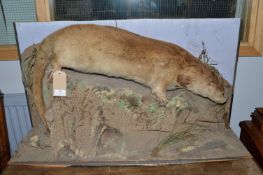 Taxidermy Study of an Otter
