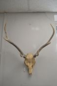 Deer Skull