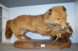 Taxidermy Study of a Fox