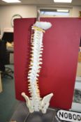 Medical Model Male Spinal Cord with Stand