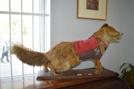 Taxidermy Study of Fox