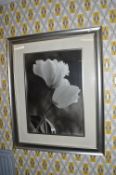 Large Black & White Tulip Photograph in Silvered Frame