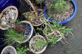 6x Assorted Plants in Glazed Pots