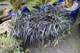 2x Black Mondo Grass in Pots